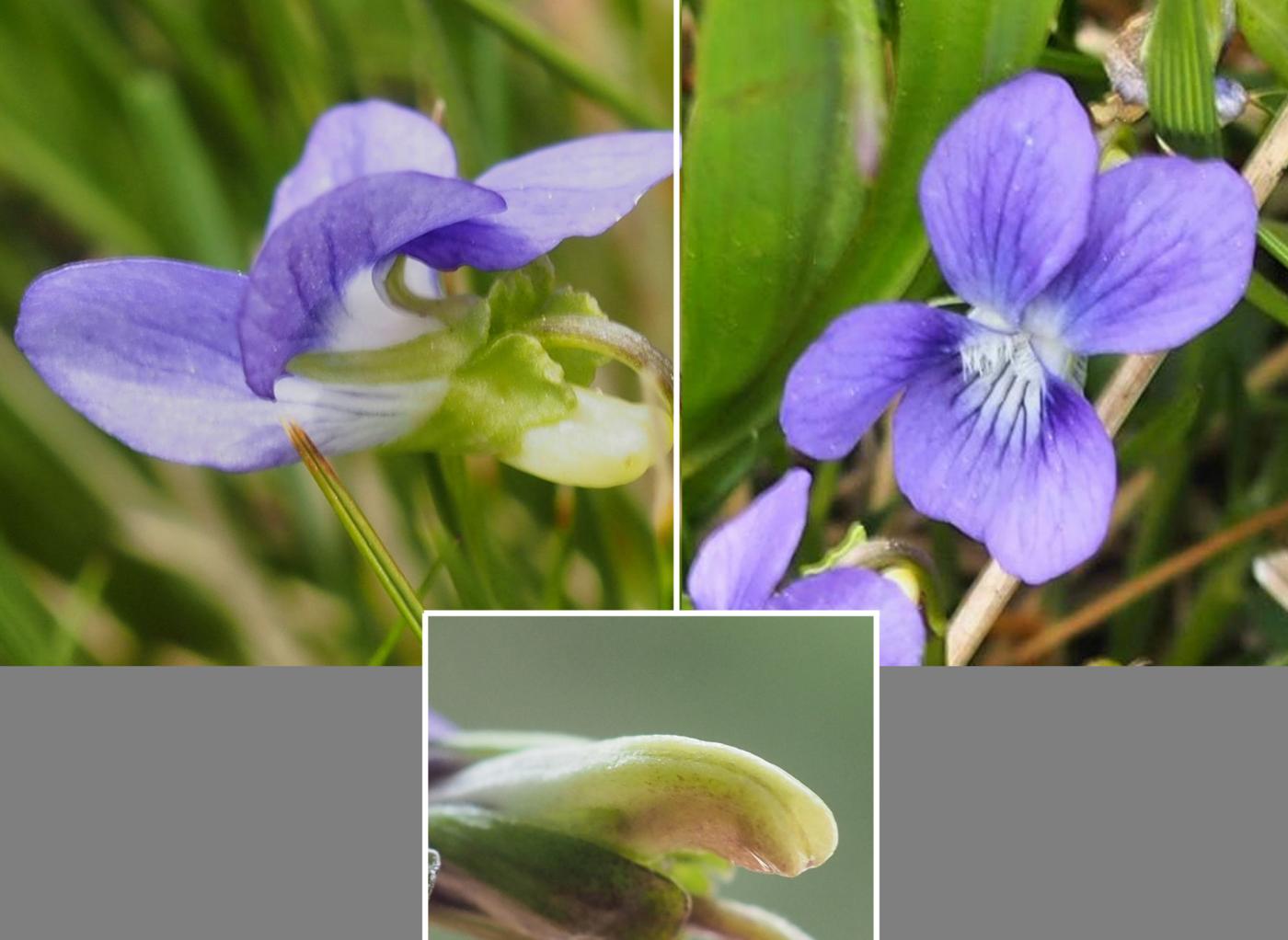 Violet, Heath Dog flower